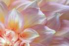 USA, Washington State, Seabeck. Dahlia flower detail. Art Print